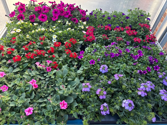 <h4>PERKPL MIXK</h4>