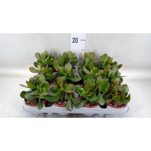 Crassula ovata 'Sunset'