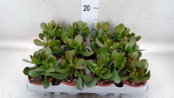 <h4>Crassula ovata 'Sunset'</h4>