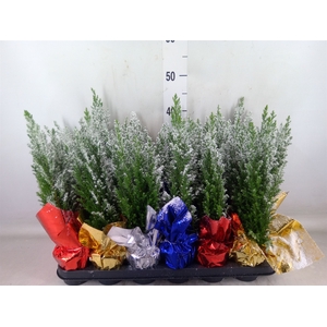 Chamaecyparis laws. 'Ellwoodii'