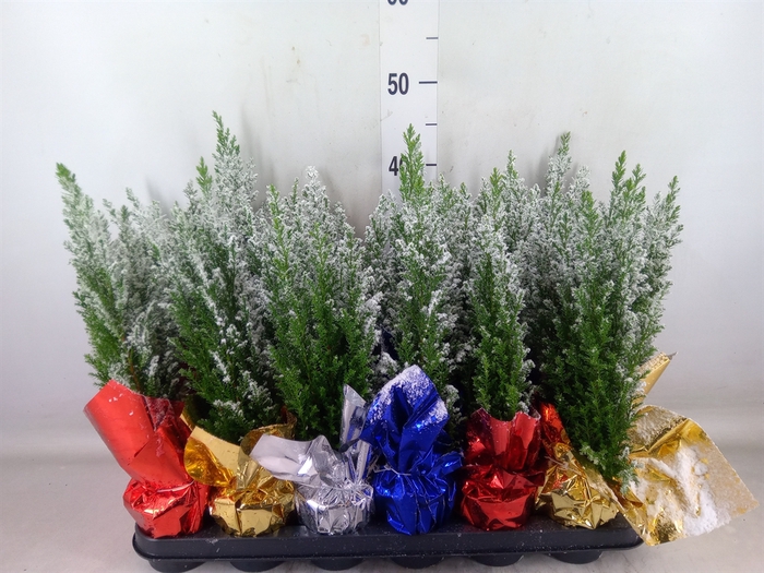 <h4>Chamaecyparis laws. 'Ellwoodii'</h4>