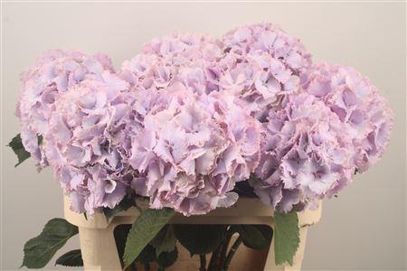 <h4>Hydr M Cassanova</h4>