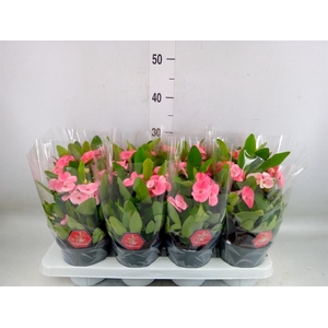 Euphorbia milii 'Charlotte'