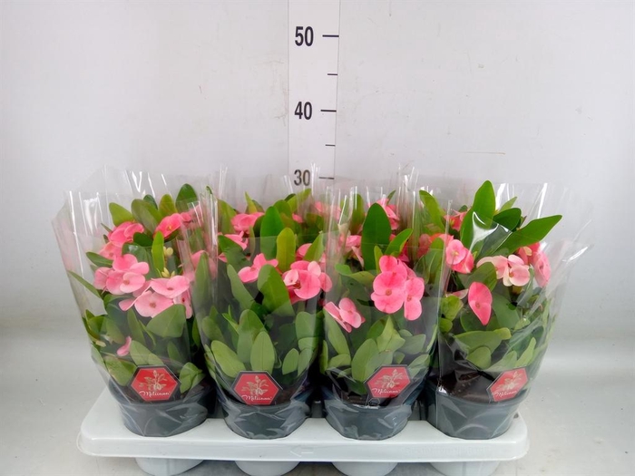 <h4>Euphorbia milii 'Charlotte'</h4>