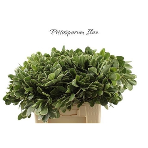 Pittosporum tobira 'Ilan'
