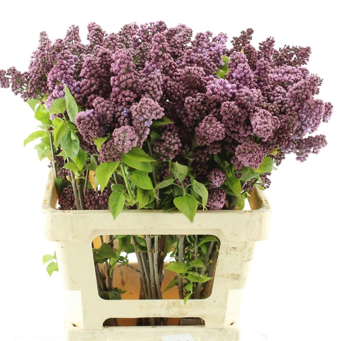 <h4>SYR V LILA WONDER</h4>