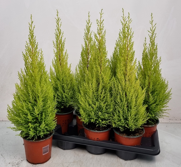 <h4>CUPR MA GOLDCREST</h4>