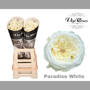 R GR PARADISE WHITE x20