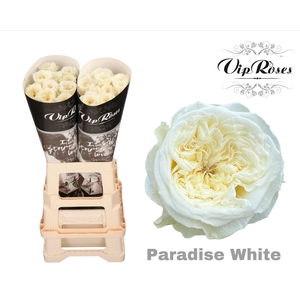 R Gr Paradise White X20
