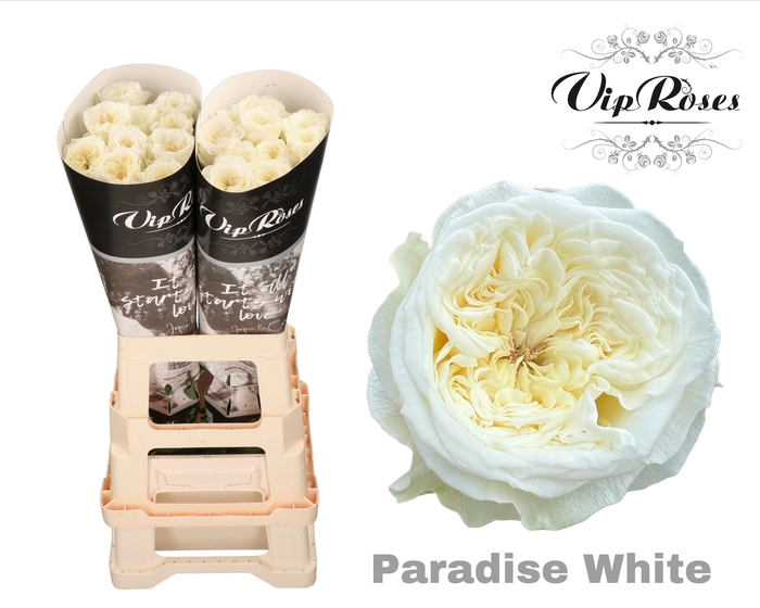 <h4>R Gr Paradise White X20</h4>