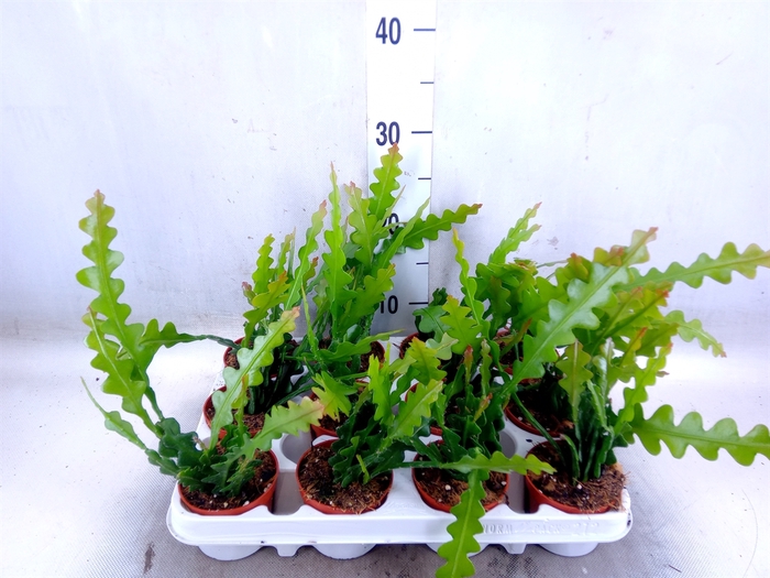 <h4>Epiphyllum anguliger</h4>