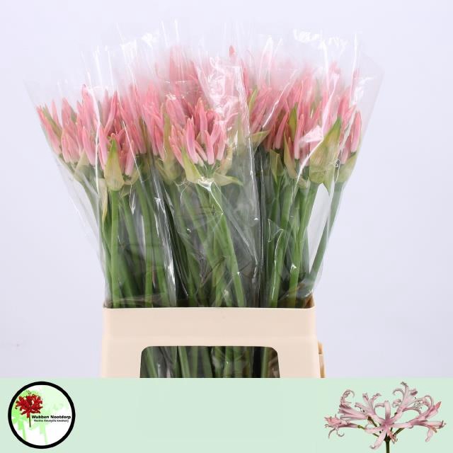 <h4>Nerine Vesta Light Pink Wubben</h4>
