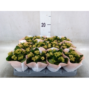 Kalanchoe  'RoseFlow Agnes'