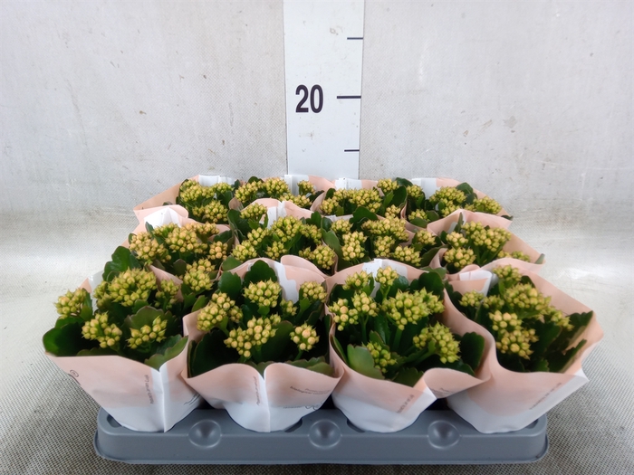 <h4>Kalanchoe  'RoseFlow Agnes'</h4>