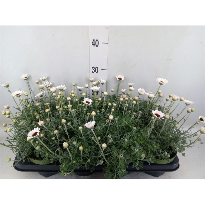 <h4>Rhodanthemum  'Casablanca'</h4>