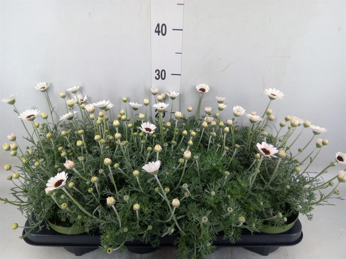 Rhodanthemum  'Casablanca'