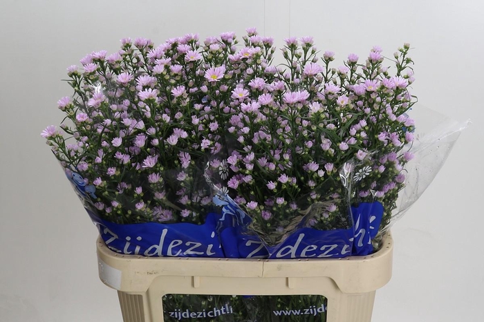 <h4>Aster Claudia</h4>