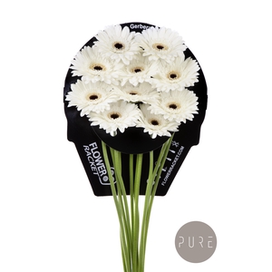 Gerbera Valdano Water x40