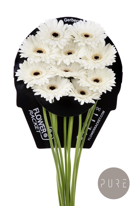 <h4>Gerbera Valdano Water x40</h4>