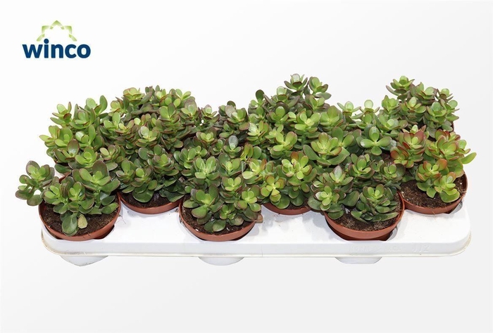 <h4>Crassula Minor</h4>