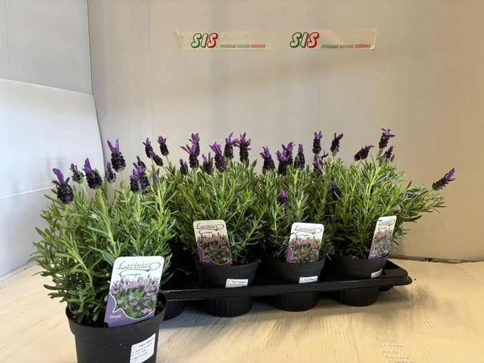 <h4>LAVAN STOECHAS</h4>