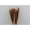 Dried Typha Natural 10pc Bunch