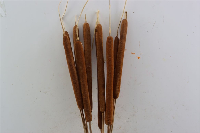 Dried Typha Natural 10pc Bunch