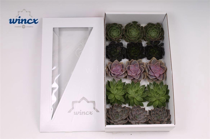<h4>Echeveria Autumn Mix (wincx) Cutfl (5 Spcs)</h4>