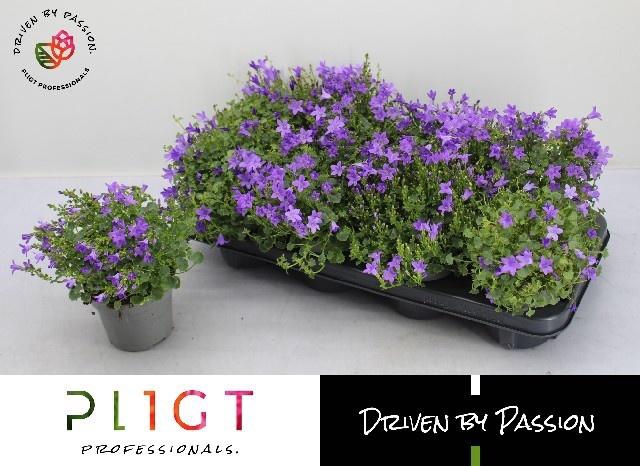 <h4>CAMP POR DARK TAKE</h4>