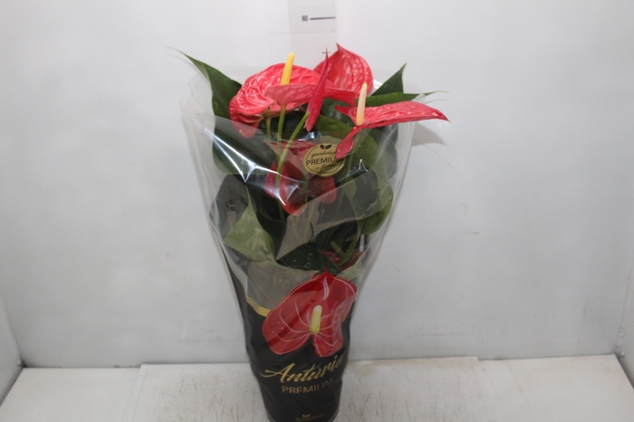 <h4>ANTHURIUM MICHIGAN P17 PREMIUM</h4>