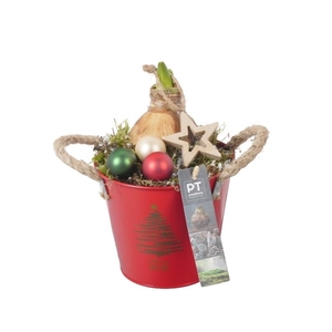 PTACH8243 Arrangement Amaryllis Kerst in zink pot