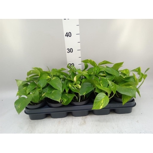 Epipremnum pinn. 'Aureum'