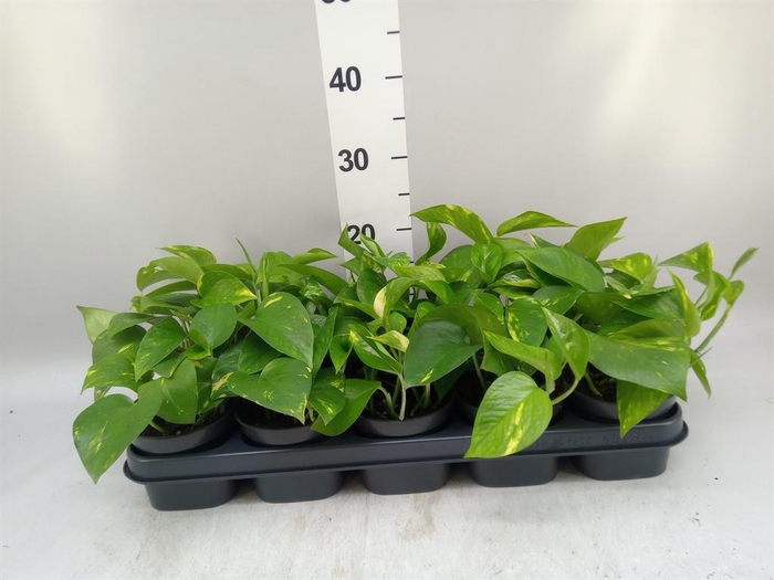<h4>Epipremnum pinn. 'Aureum'</h4>