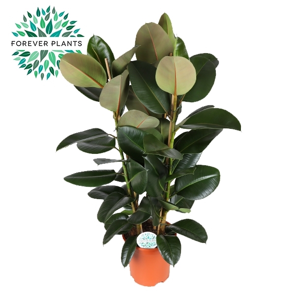 <h4>Ficus Elastica Robusta p27 (3pp)</h4>