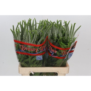 Veronica Skyler White