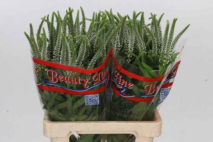 <h4>Veronica Skyler White</h4>