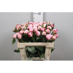 Paeo Sarah Bernhard Pink