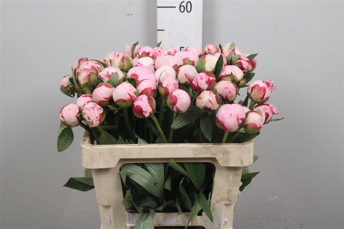 <h4>Paeo Sarah Bernhard Pink</h4>