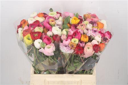 <h4>Ran El. Mixed In Bunch Ex</h4>