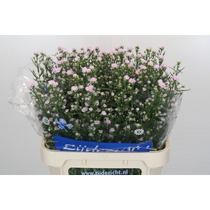 Aster Claudia