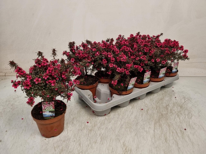 <h4>LEPTO SCOPARIUM</h4>