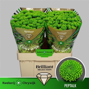 Chr San Peptalk Chrywijk Brilliant