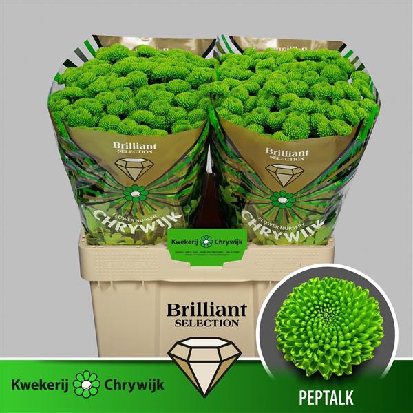 <h4>Chr San Peptalk Chrywijk Brilliant</h4>