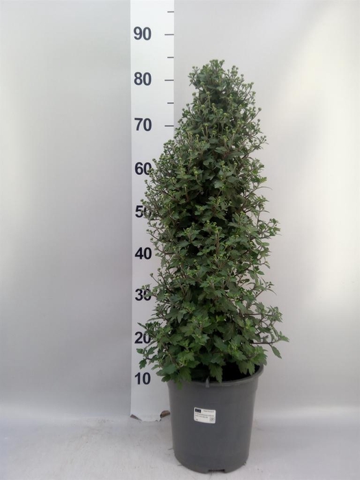 <h4>Chrysanthemum   ..shapes</h4>