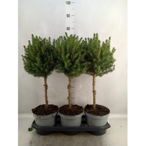 Picea glauca 'Conica'