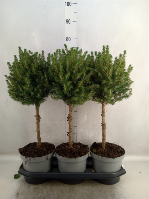 <h4>Picea glauca 'Conica'</h4>