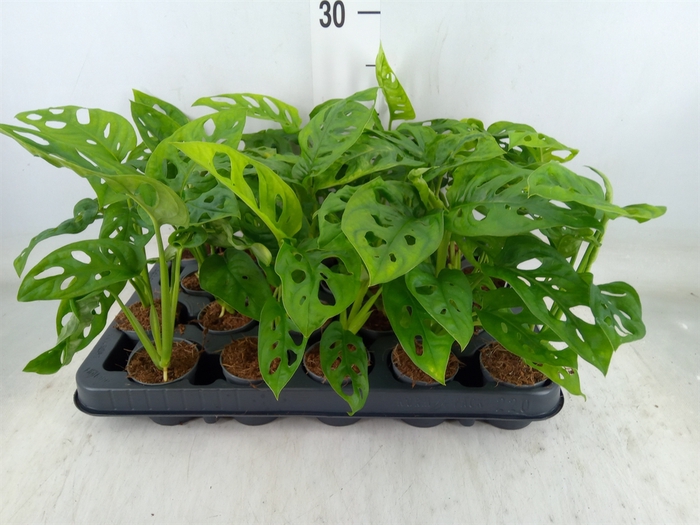 <h4>Monstera obliqua 'Monkey Mask'</h4>