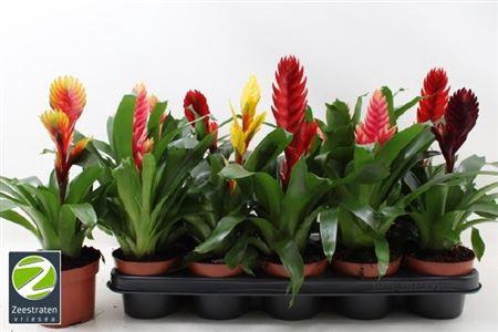 <h4>Vries Gem 6 Srt</h4>