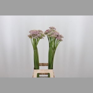 Allium Silverspring