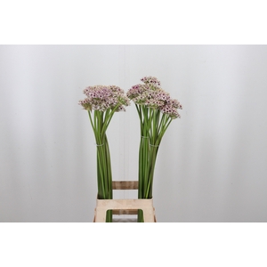 Allium Silverspring